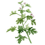 Pelargonium graveolens